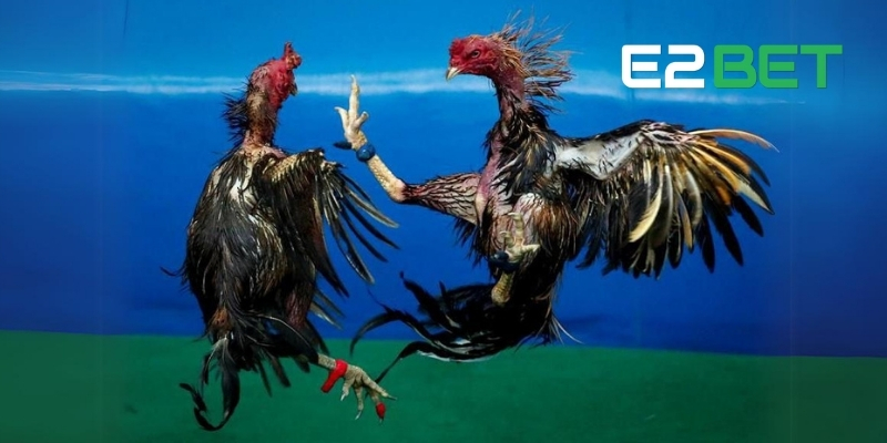 Đá Gà Trực Tuyến – Sân Chơi Kịch Tính Nhất Tại E2BET 2 Thomo – Trường gà số 1 Đông Nam Á