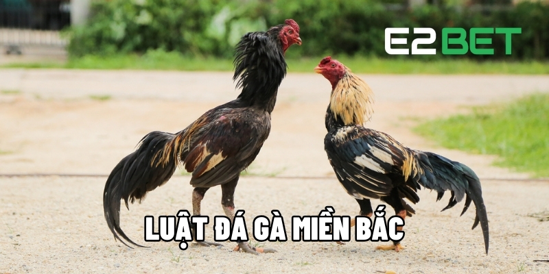 luat da ga mien bac 1