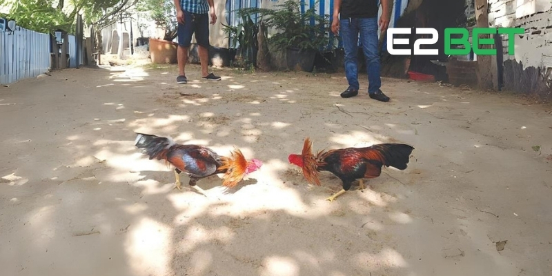 Luật Đá Gà Miền Nam: Những Lưu Ý Quan Trọng Cho Sư Kê 3 Chuẩn bị dụng cụ theo luật đá gà miền Nam